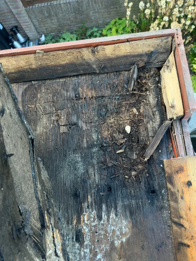 Verrot en doorweekt dakbeschot van een plat dak na het verwijderen van de dakbedekking in Wijk Aan Zee